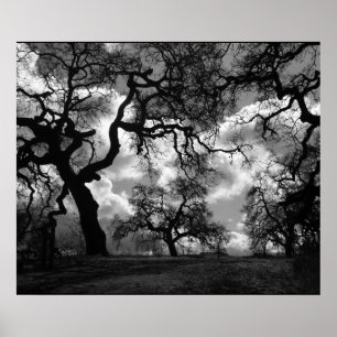 Poster Arbres noirs et blancs de hantise