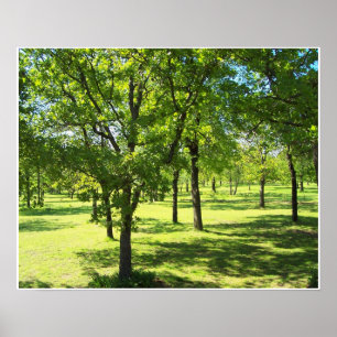 Poster Arbres pittoresques