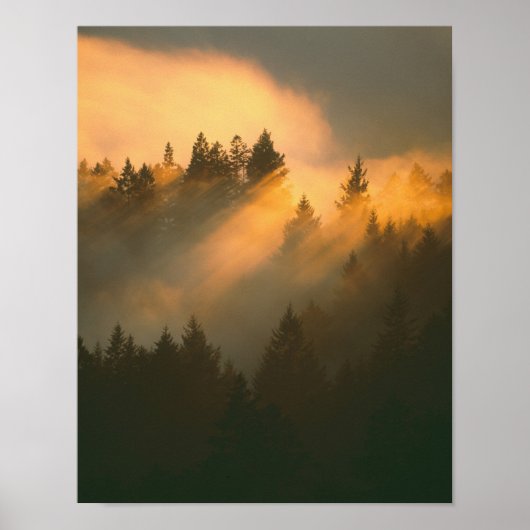 Poster Arbres Redwood dans le brouillard côtier, Comté de (Devant)