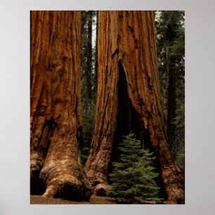 Poster Arbres Redwood, Parc national de Sequoia.