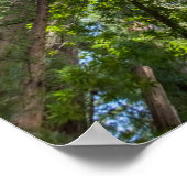 Poster Arbres séquoias | Comté de Marin, Californie (Coin)