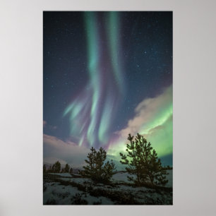Poster Arbres sous les lumières du Nord