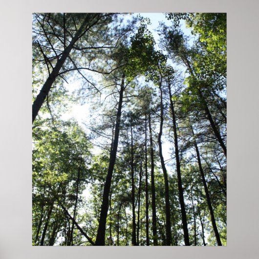 Poster Arbres sous-marins au soleil (Devant)