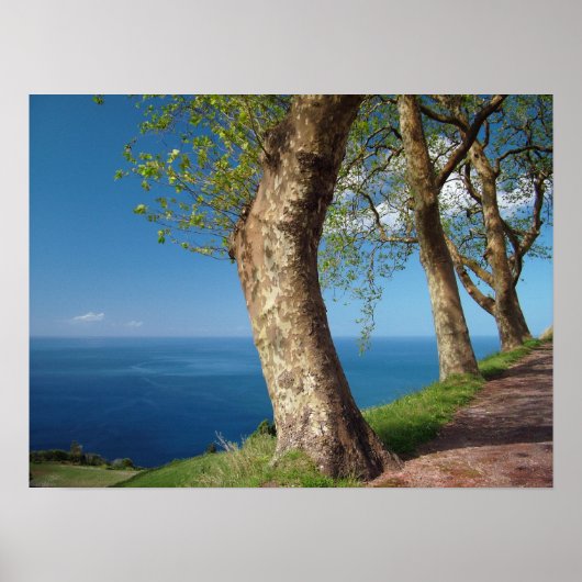 Poster Arbres surplombant l'océan (Devant)