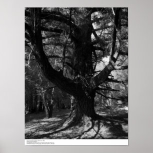 Poster Arbres, UC Santa Cruz, 1963