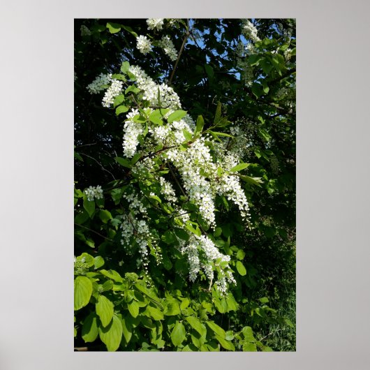 Poster Arbuste à fleurs blanches (Devant)