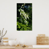 Poster Arbuste aux fleurs blanches (Cuisine)