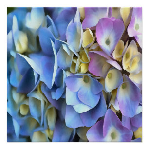 Poster Arbuste bleu Hydrangea Arbuste Artistique Bossom
