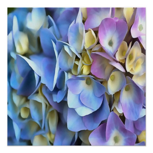 Poster Arbuste bleu Hydrangea Arbuste Artistique Bossom (Devant)