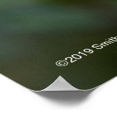 Poster Arbuste du 4 juillet (Coin)