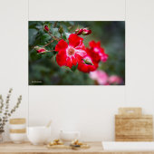 Poster Arbuste du 4 juillet (Cuisine)