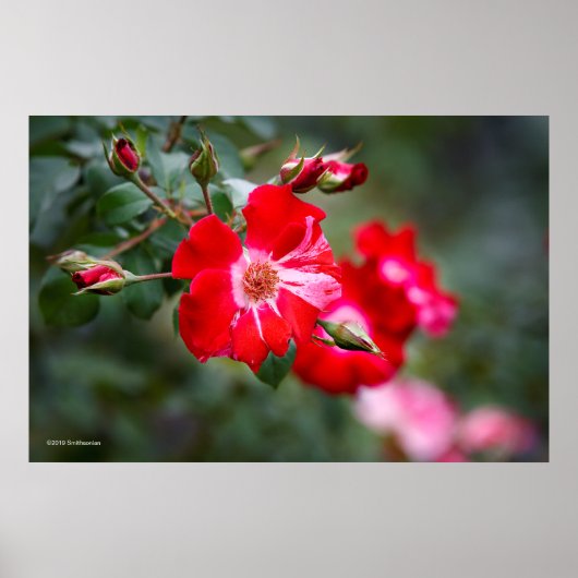 Poster Arbuste du 4 juillet (Devant)