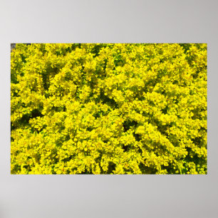 Poster Arbustes à fleurs jaunes Bois Modèle doré