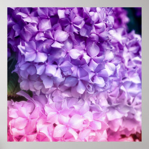 Poster Arc arc-en-ciel d'Hydrangea