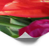 Poster Arc-en-ciel des tulipes (Coin)