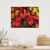 Poster Arc-en-ciel des tulipes (Cuisine)