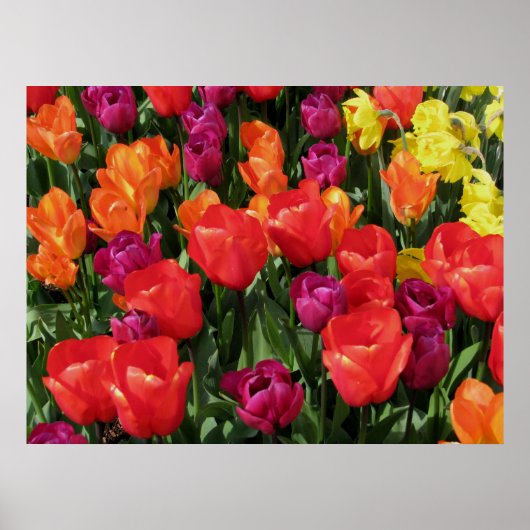 Poster Arc-en-ciel des tulipes (Devant)