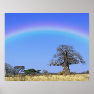Poster Arc-en-ciel et baobab africain, Adansonia