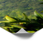 Poster Arc-en-ciel hawaïen (Coin)