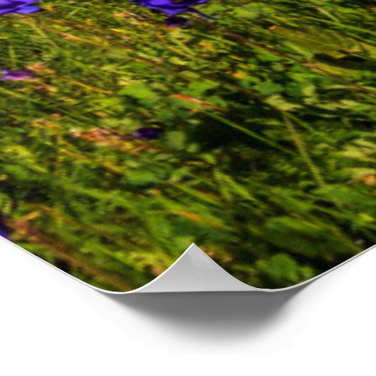 Poster Arc En Ciel Sur Un pré Fleuri (Coin)