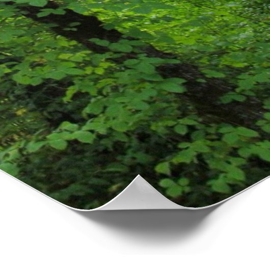 Poster "Arch", forêt d'Alder (Coin)