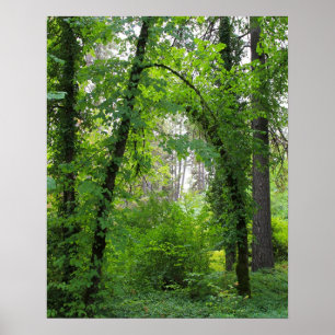 Poster "Arch", forêt d'Alder
