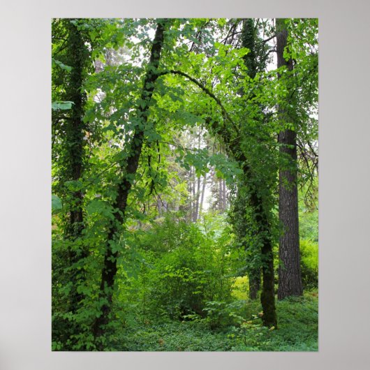 Poster "Arch", forêt d'Alder (Devant)