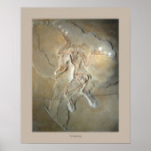 Poster Archaeopteryx (Devant)