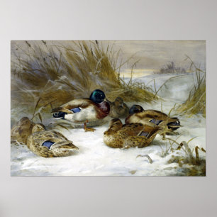 Poster Archibald Thorburn Winter Landscape with Mallard