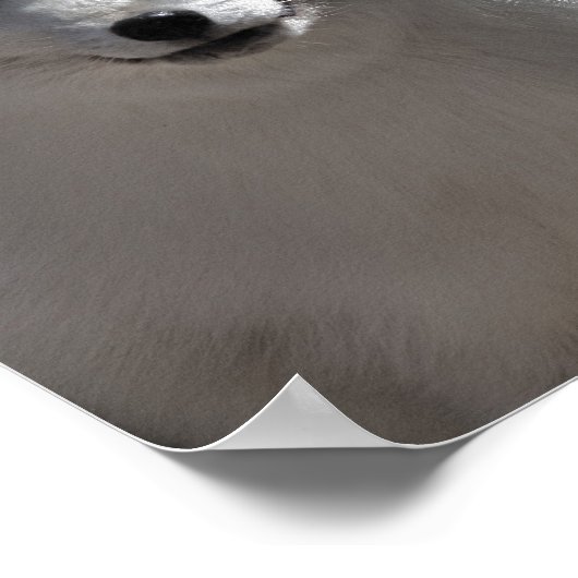 Poster Arctic Buddy (Coin)