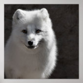 Poster Arctic Buddy (Devant)