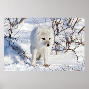 Poster Arctic Fox, région de gestion de la faune de Churc