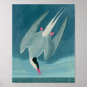 Poster Arctic Tern Birds of America Audubon Imprimer