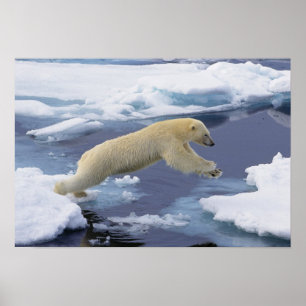 Poster Arctique, Svalbard, Ours polaire s'étendant et