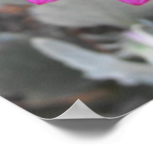 Poster Arctotis (Coin)