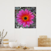 Poster Arctotis (Cuisine)