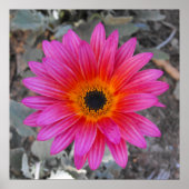 Poster Arctotis (Devant)