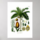 Poster Areca catechu (palmier à noix de bétel) (Devant)