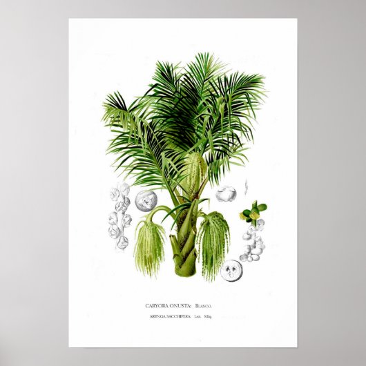 Poster Arenga sacchifera (Devant)