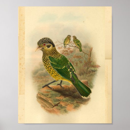 Poster Arfak Chat Oiseau vert Jaune Vintage Imprimer (Devant)