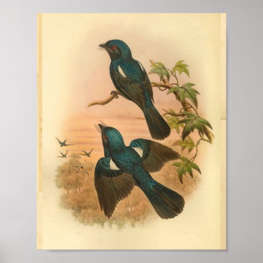 Poster Arfak Drongo Blue Vintage Chat Bird Imprimer (Devant)