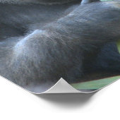 Poster Argent Gorilla Imprimer (Coin)