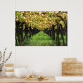 Poster Argentine, Mendoza, Rangée De Raisins Dans Le Vign (Cuisine)