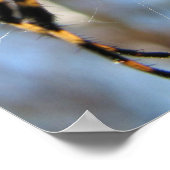 Poster Argiope (Coin)