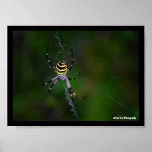 Poster Argiope bruennichi, Guêpe araignée, Orb-weaver
