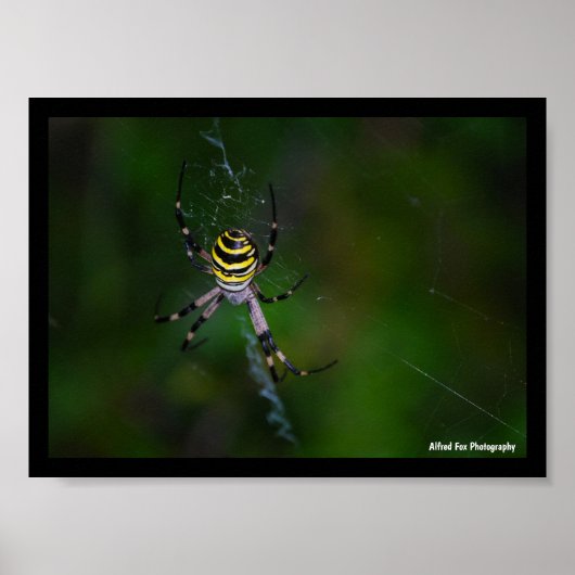 Poster Argiope bruennichi, Guêpe araignée, Orb-weaver (Devant)