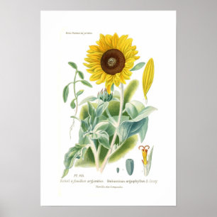 Poster Argophyllus de Helianthus
