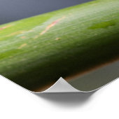 Poster Argus Reed Frog sur une branche (Coin)