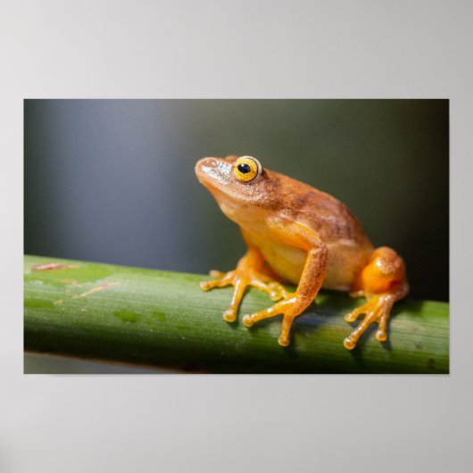 Poster Argus Reed Frog sur une branche (Devant)