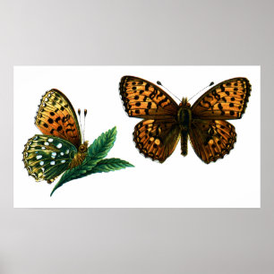 Poster Argynnis aglaja